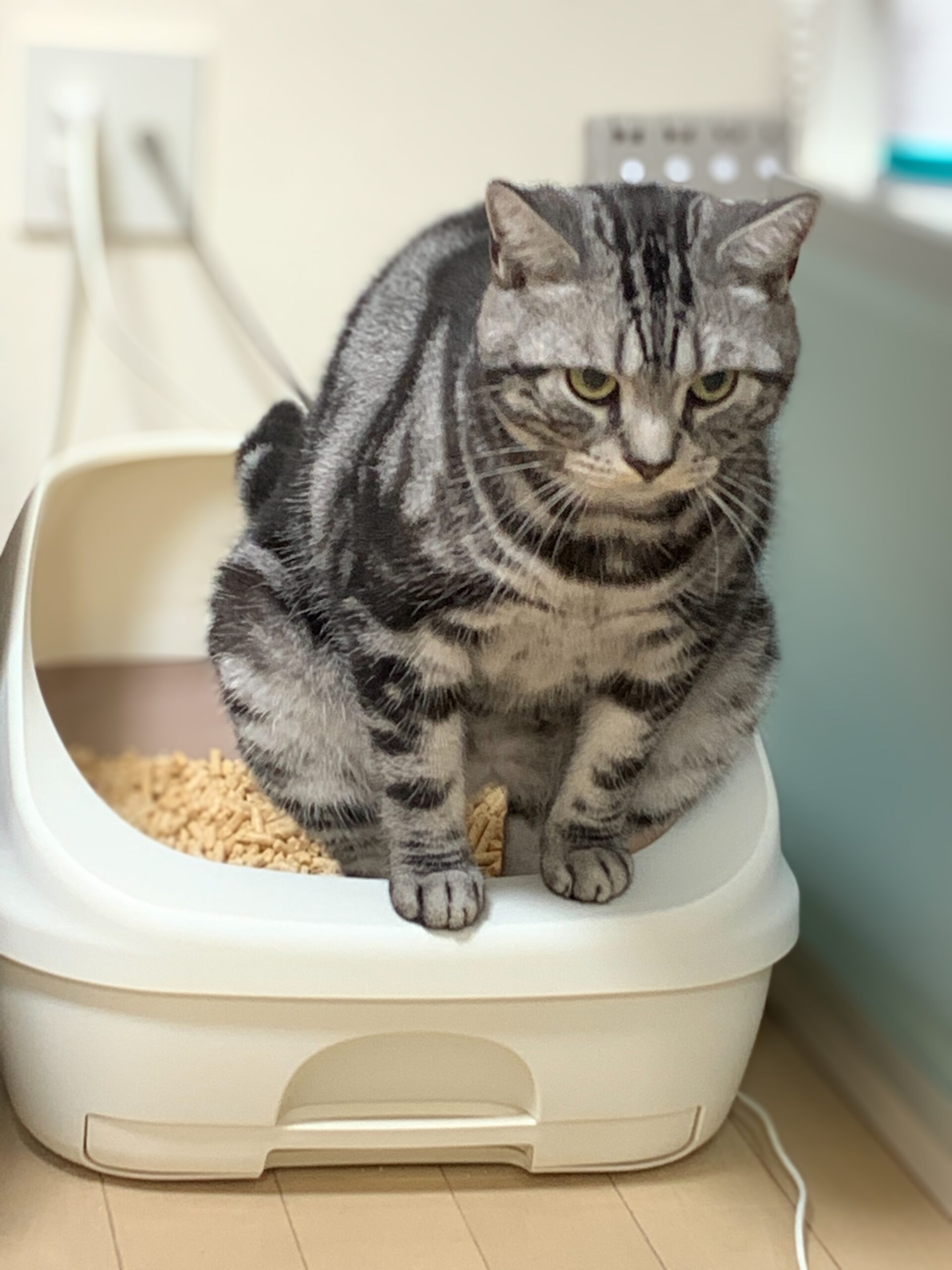 猫のためのトイレ環境 猫からの贈り物 ～猫は私のセラピスト～